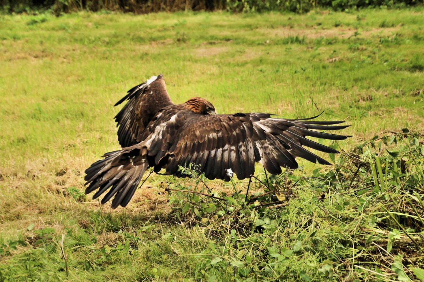 A view of a Golden Eagle photo