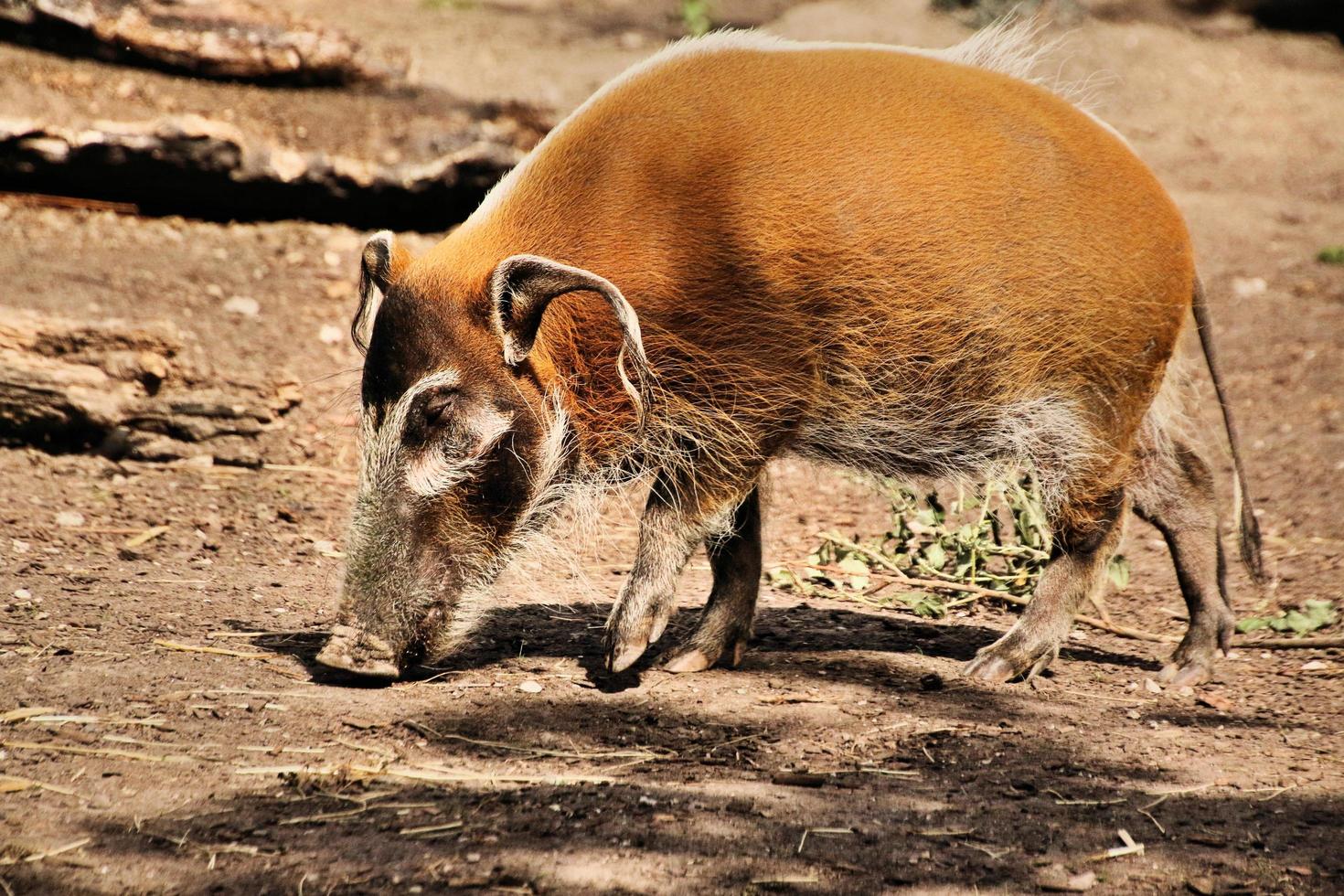 A view of a Red River Hog photo