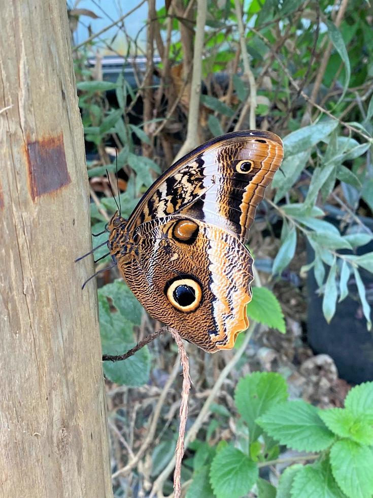 una vista de una mariposa foto