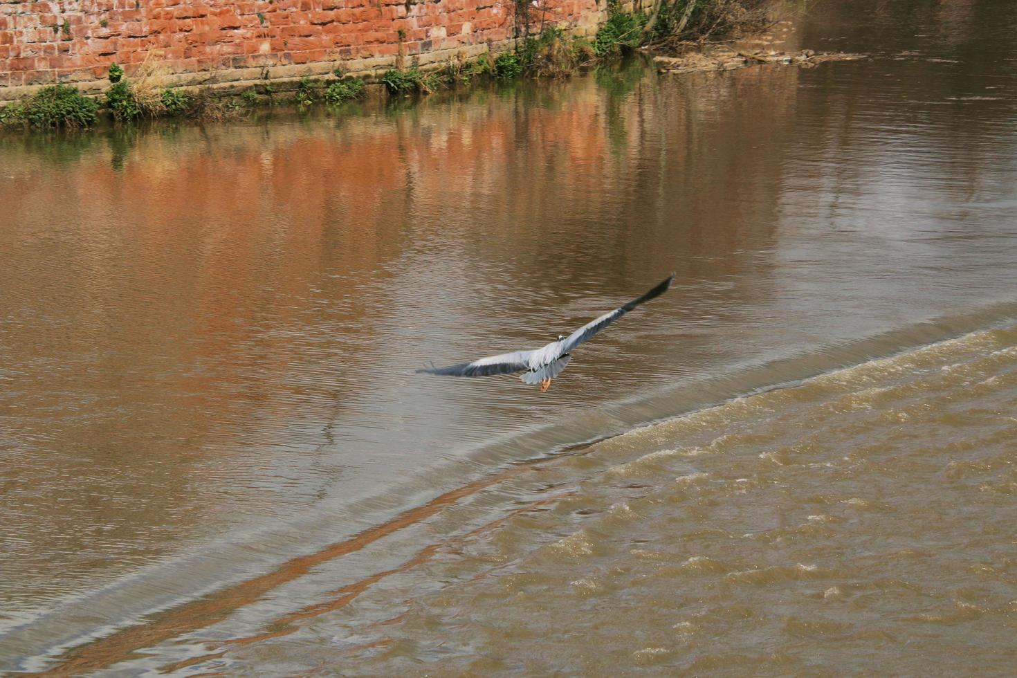 A view of a Heron photo