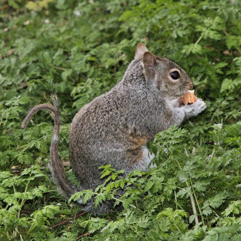 A view of a Grey Squirrel without a bushy tail photo