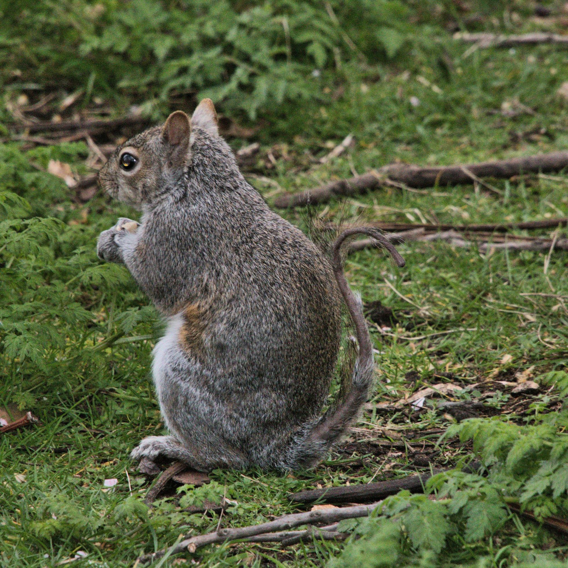 A view of a Grey Squirrel without a bushy tail 14792256 Stock Photo at