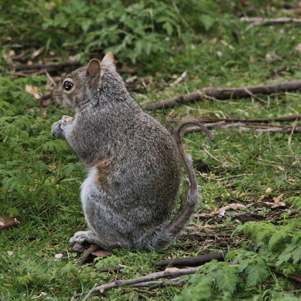 A view of a Grey Squirrel without a bushy tail photo