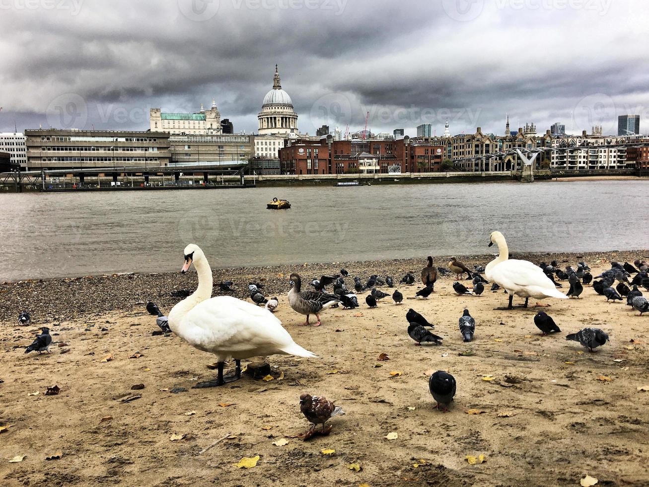 A view of St Pauls Cathedral across the river thames with birds in the foreground photo