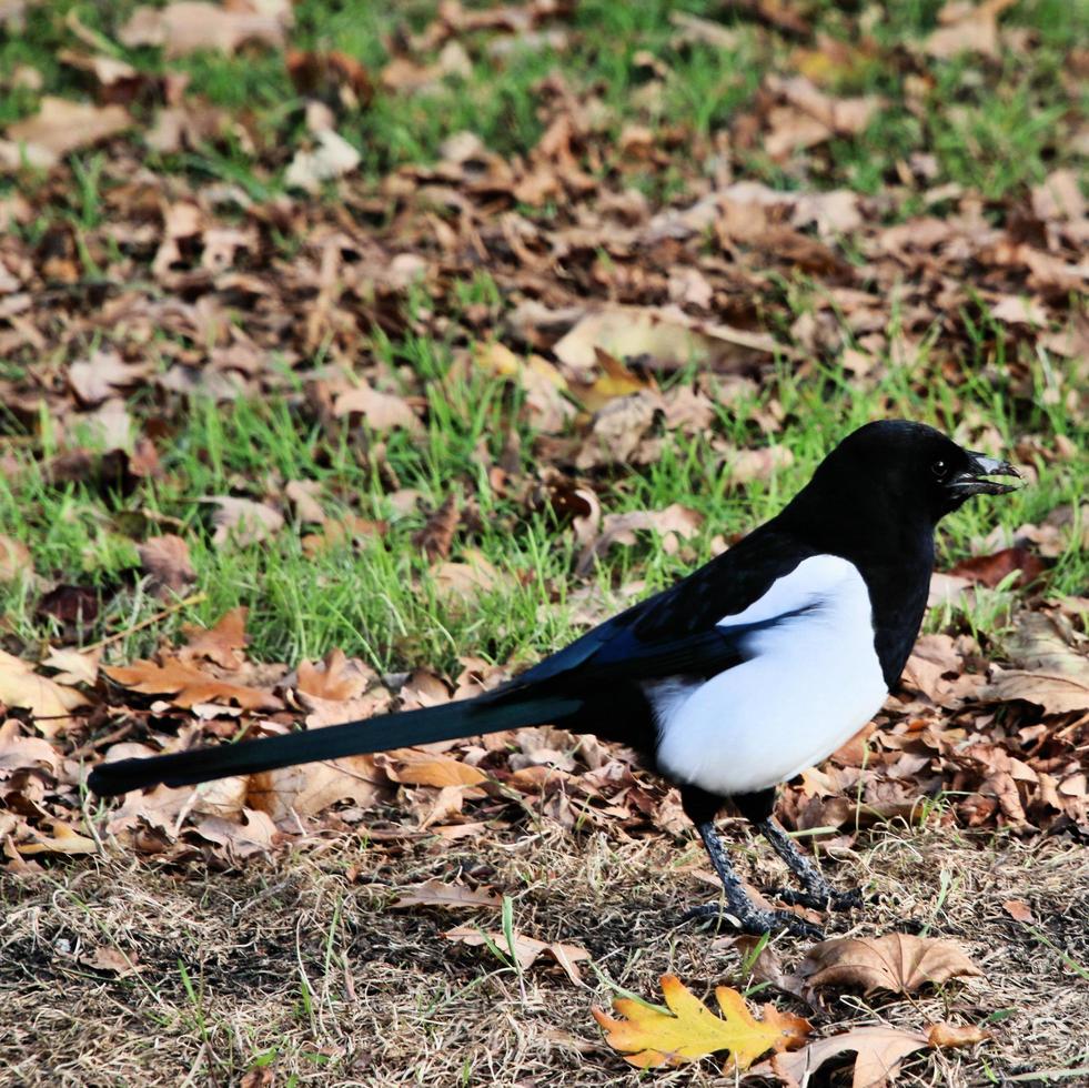A view of a Bird photo