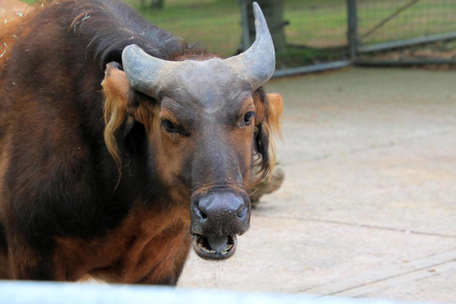 A view of a Buffalo photo