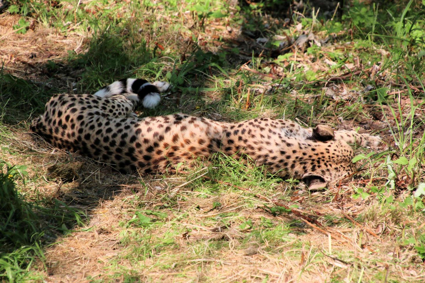 A view of a Cheetah photo