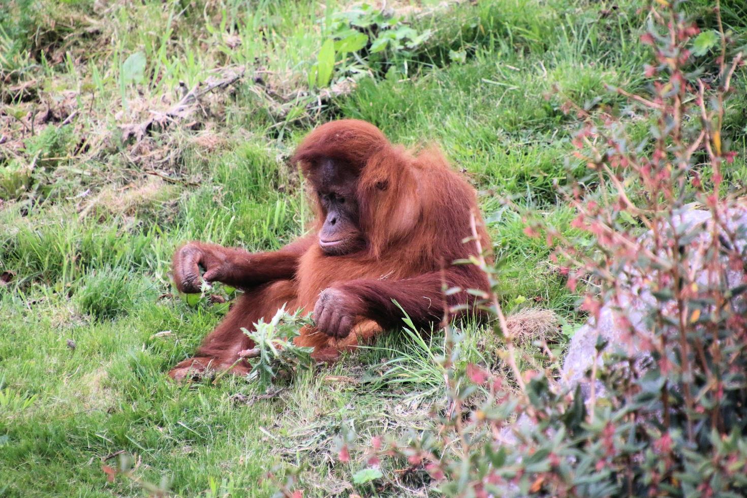 A view of an Oragutan photo