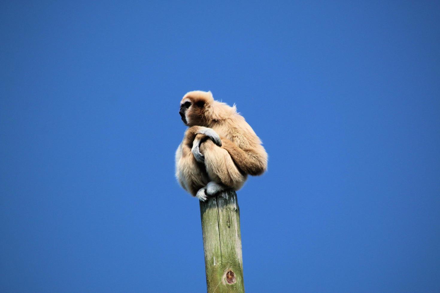 A view of a Gibbon photo