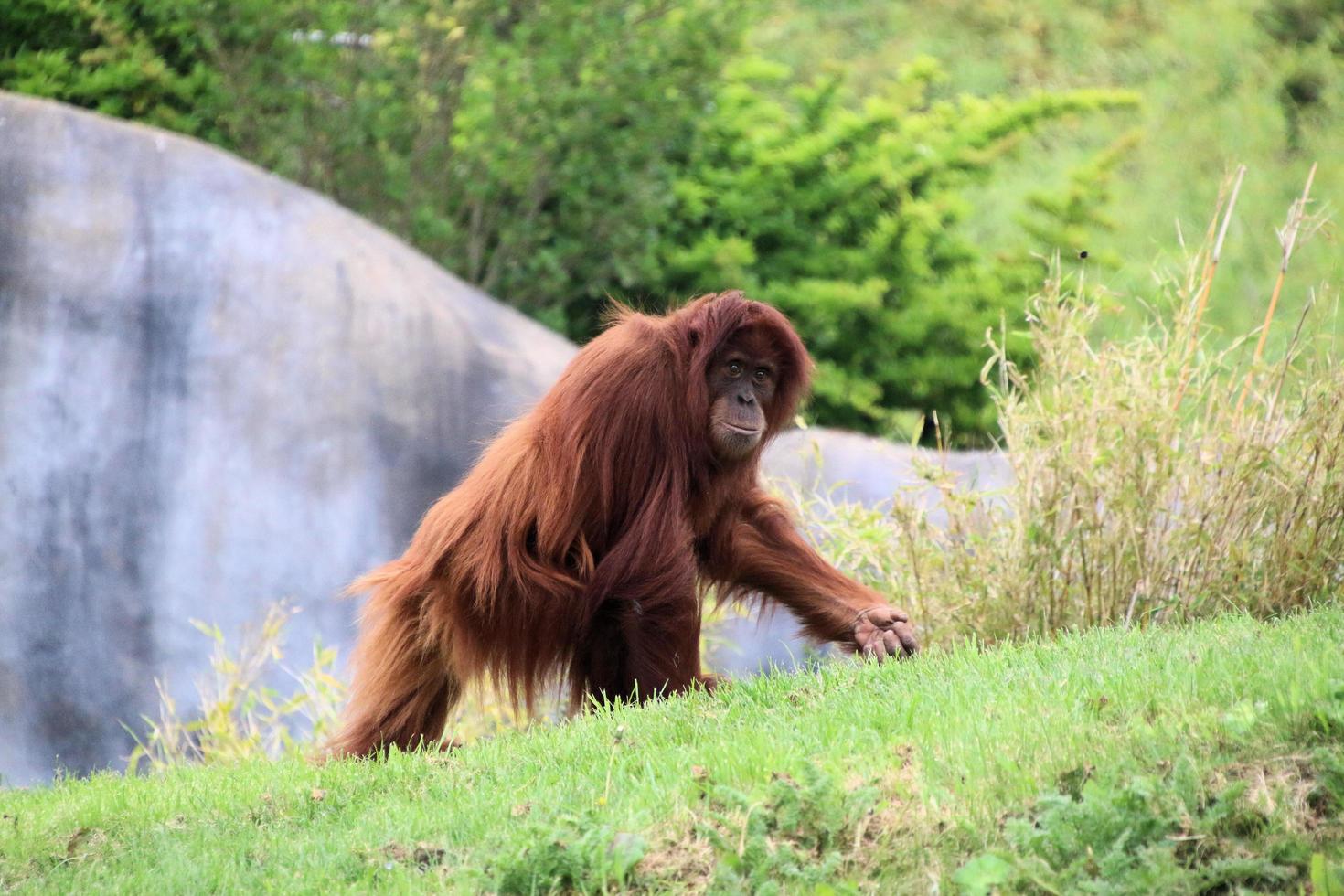 A view of an Oragutan photo