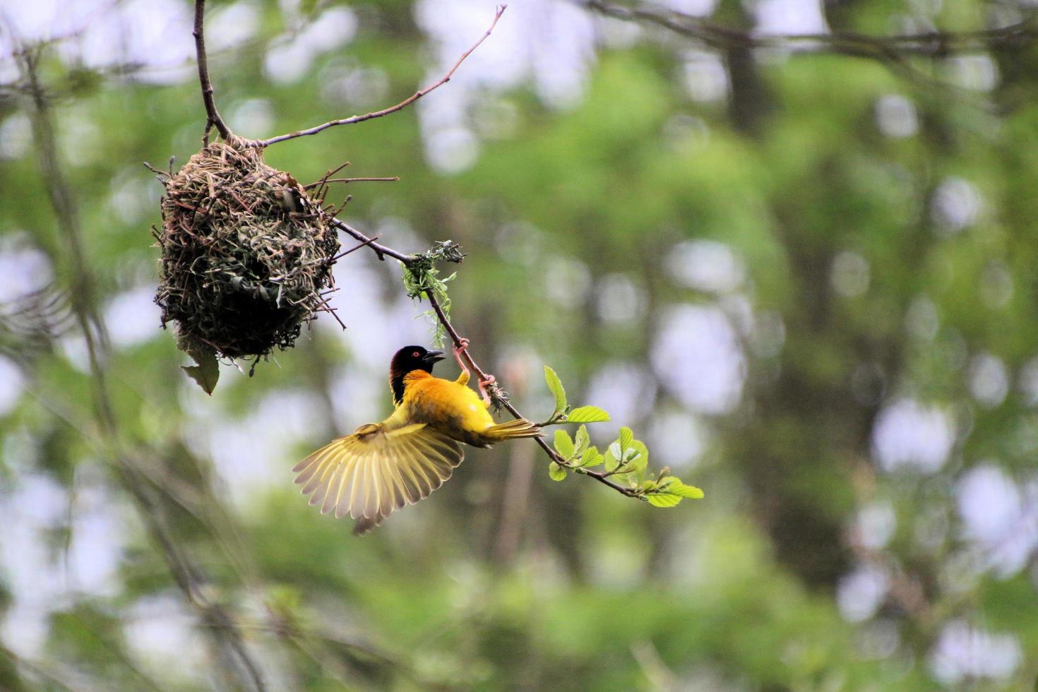 A view of a Weaver Bird photo