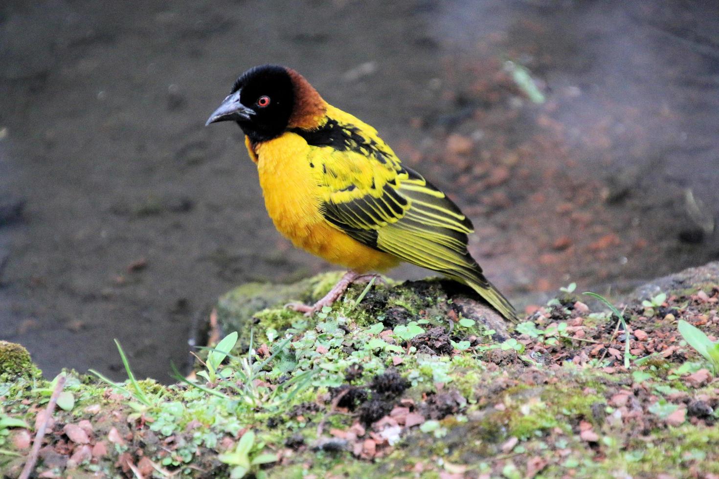 A view of a Weaver Bird photo
