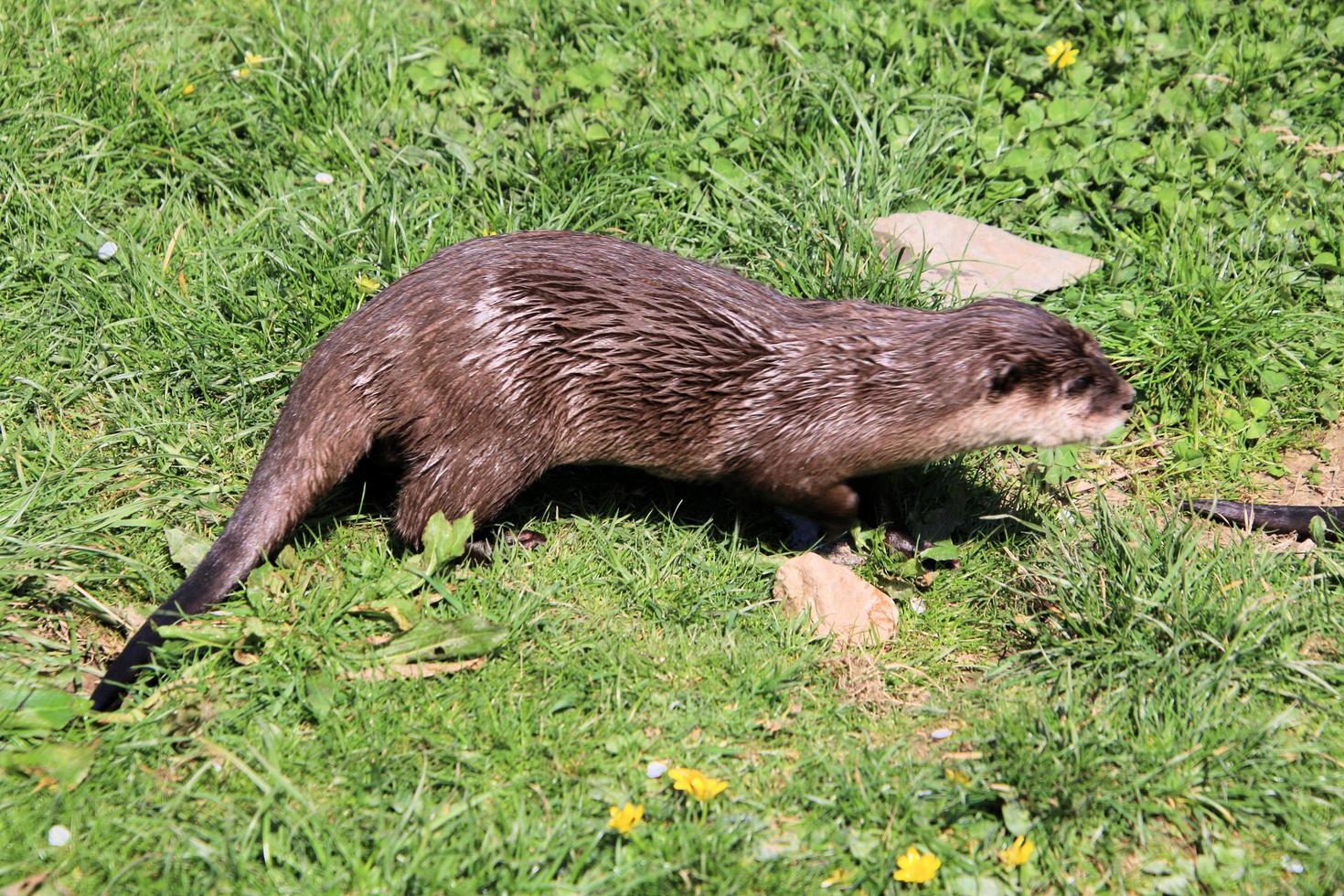 A view of an Otter photo