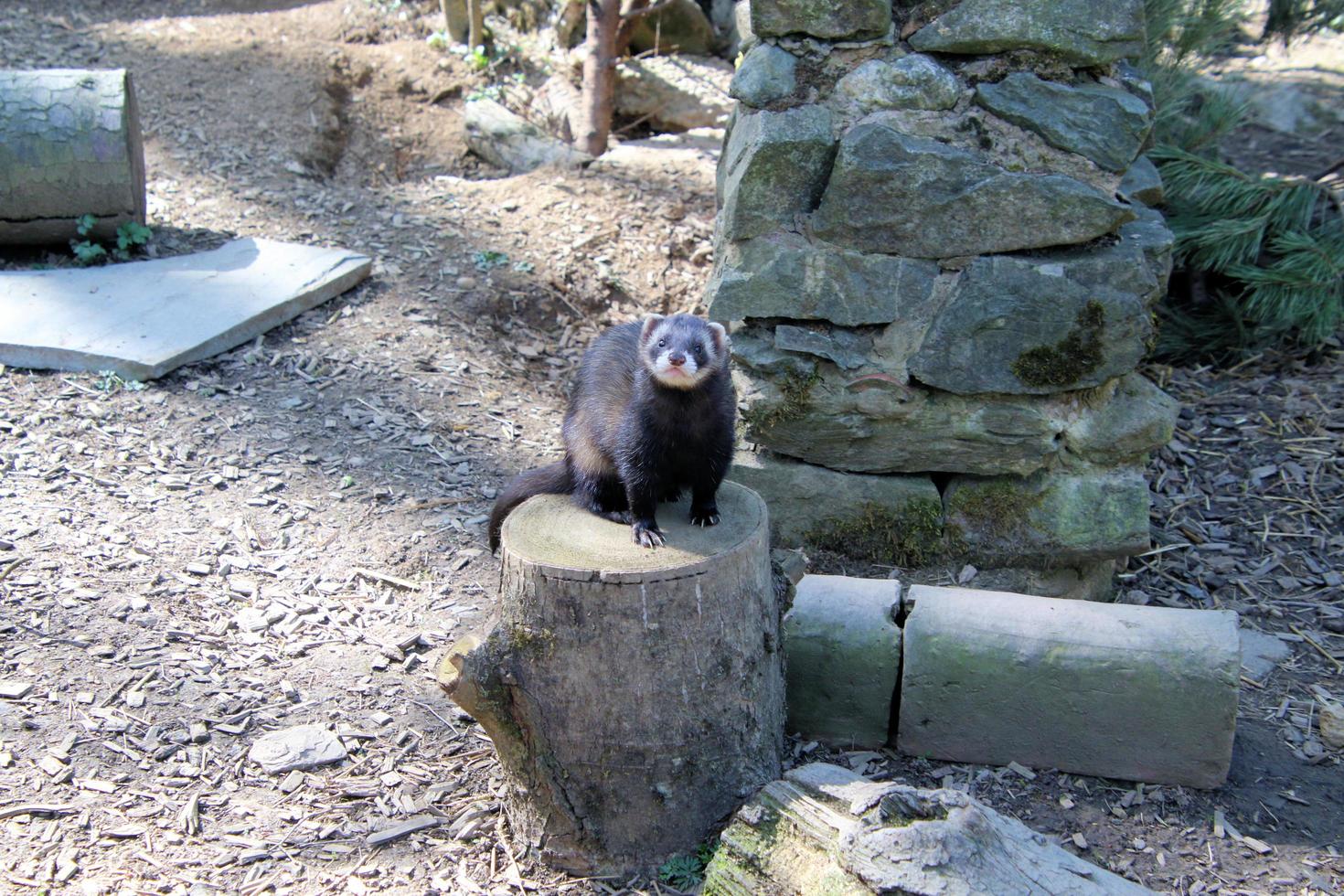 A view of a Pine Martin photo