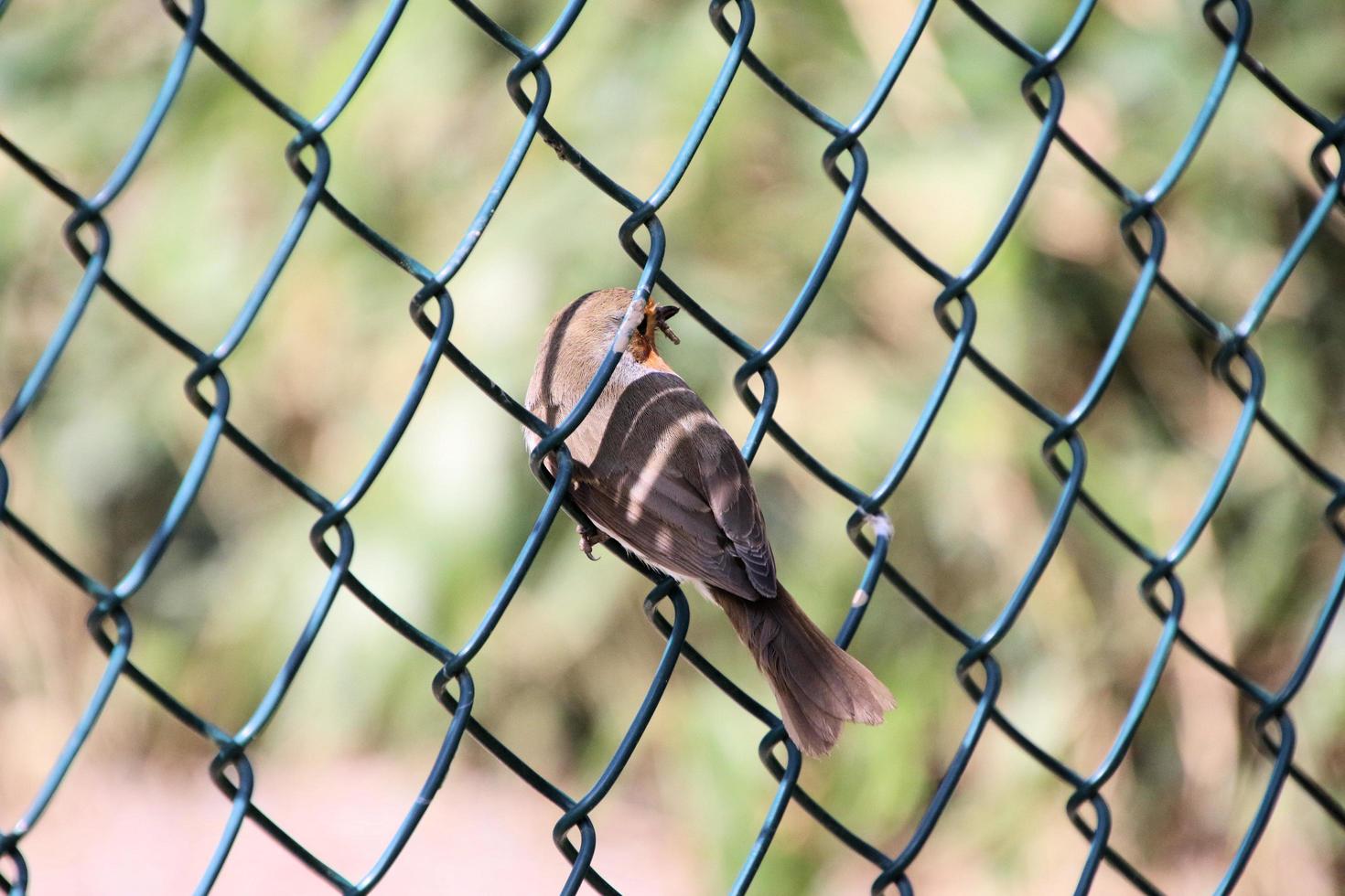 A view of a Robin photo