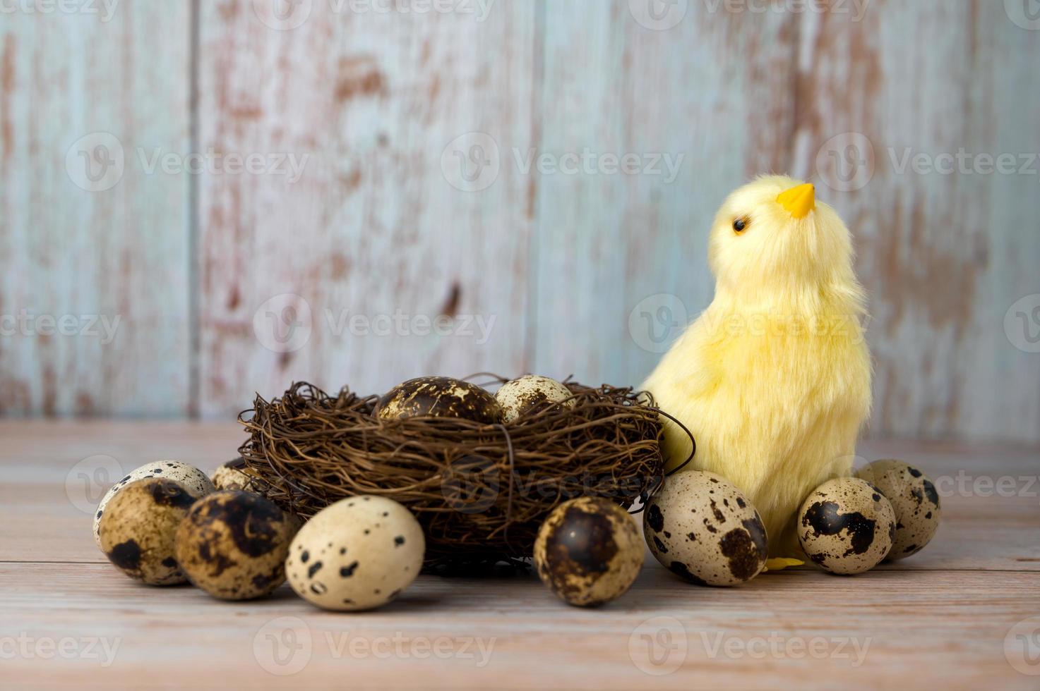 Easter greeting card with yellow chicken near the nest full of eggs. photo