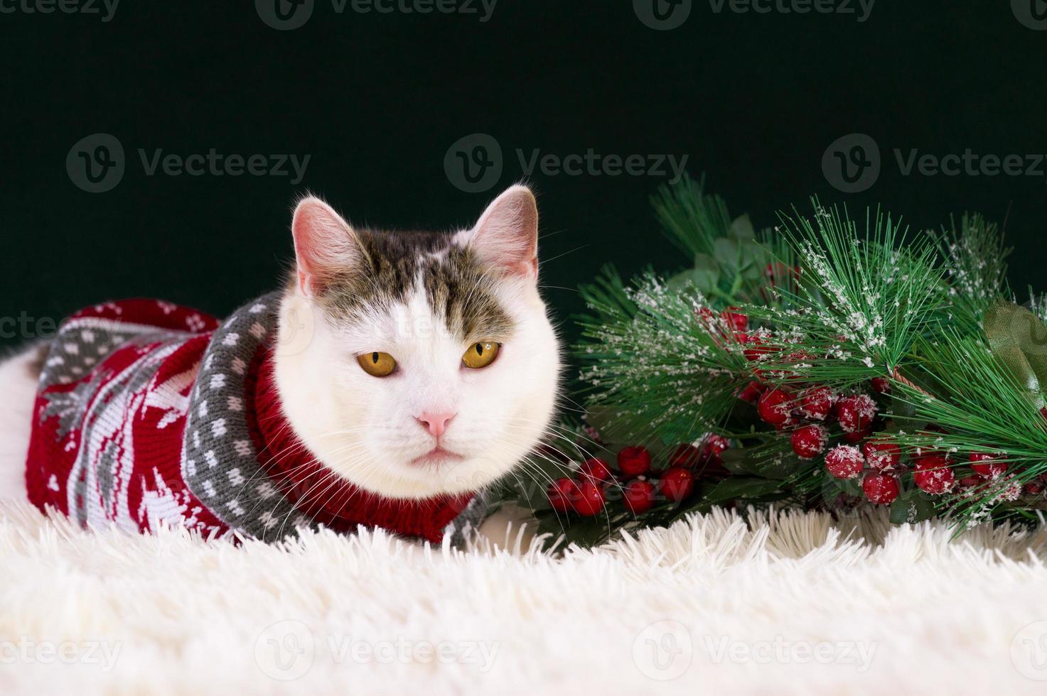 pancarta de saludos de navidad o año nuevo con un lindo gato blanco y atigrado con suéter rojo sentado cerca de ramas de pino. banner con lugar para texto foto