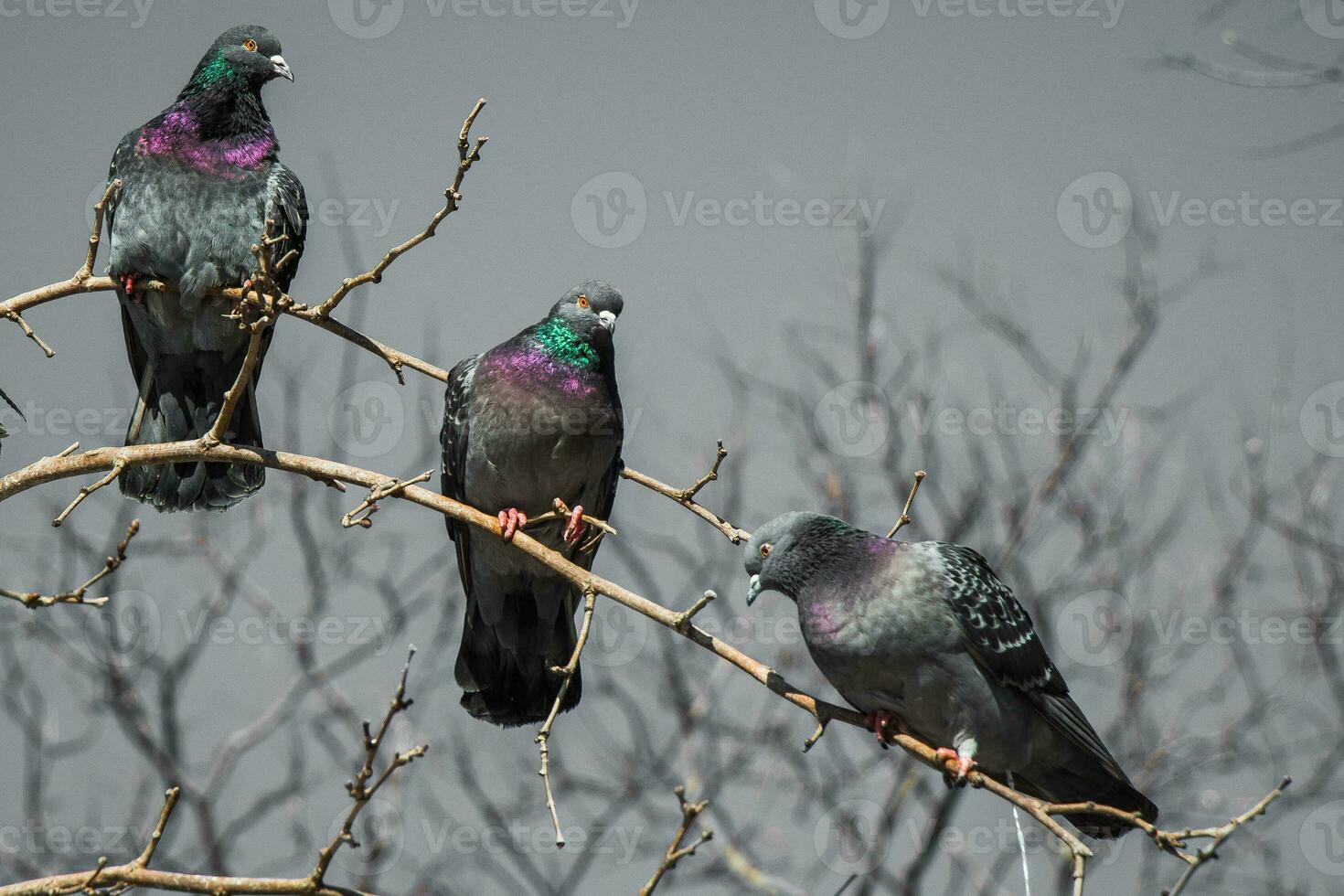 Pigeons sitting on the tree branch photo