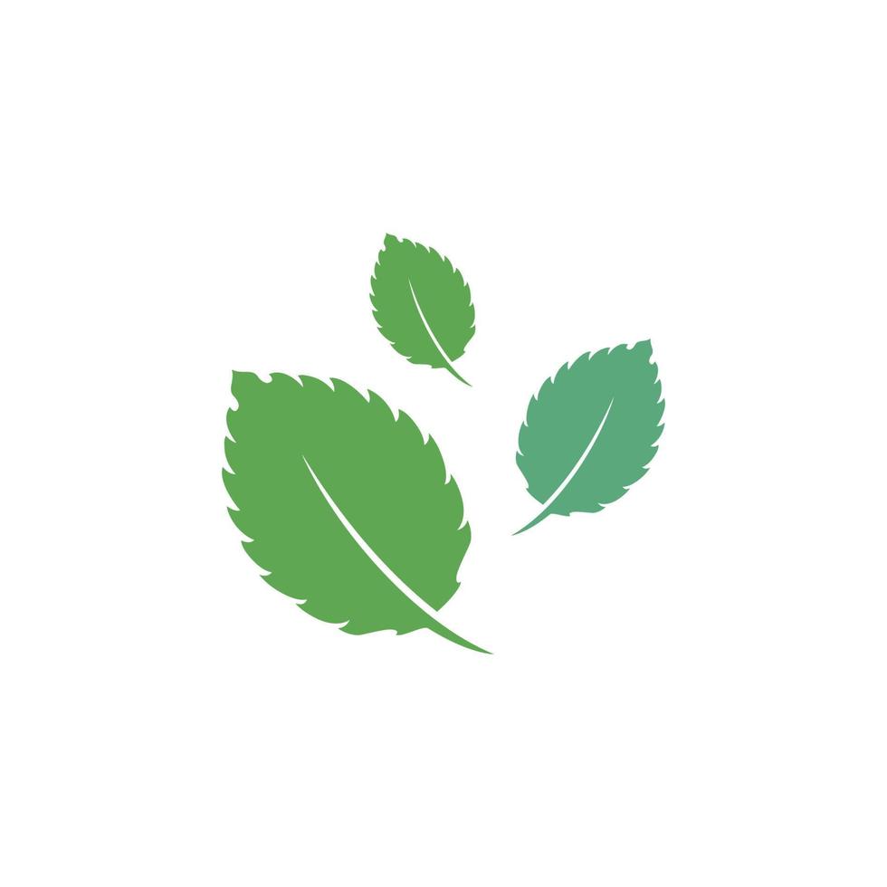 Mint leaf vector icon illustration