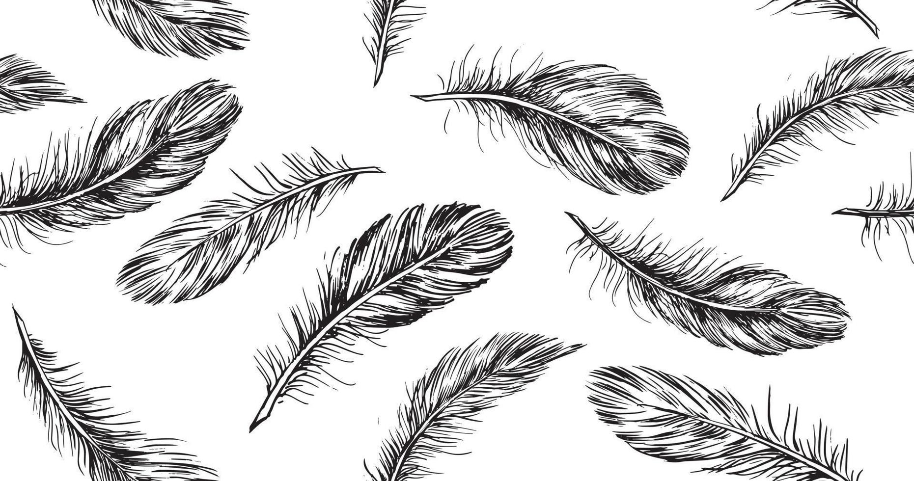 Hand drawn feather on white background vector