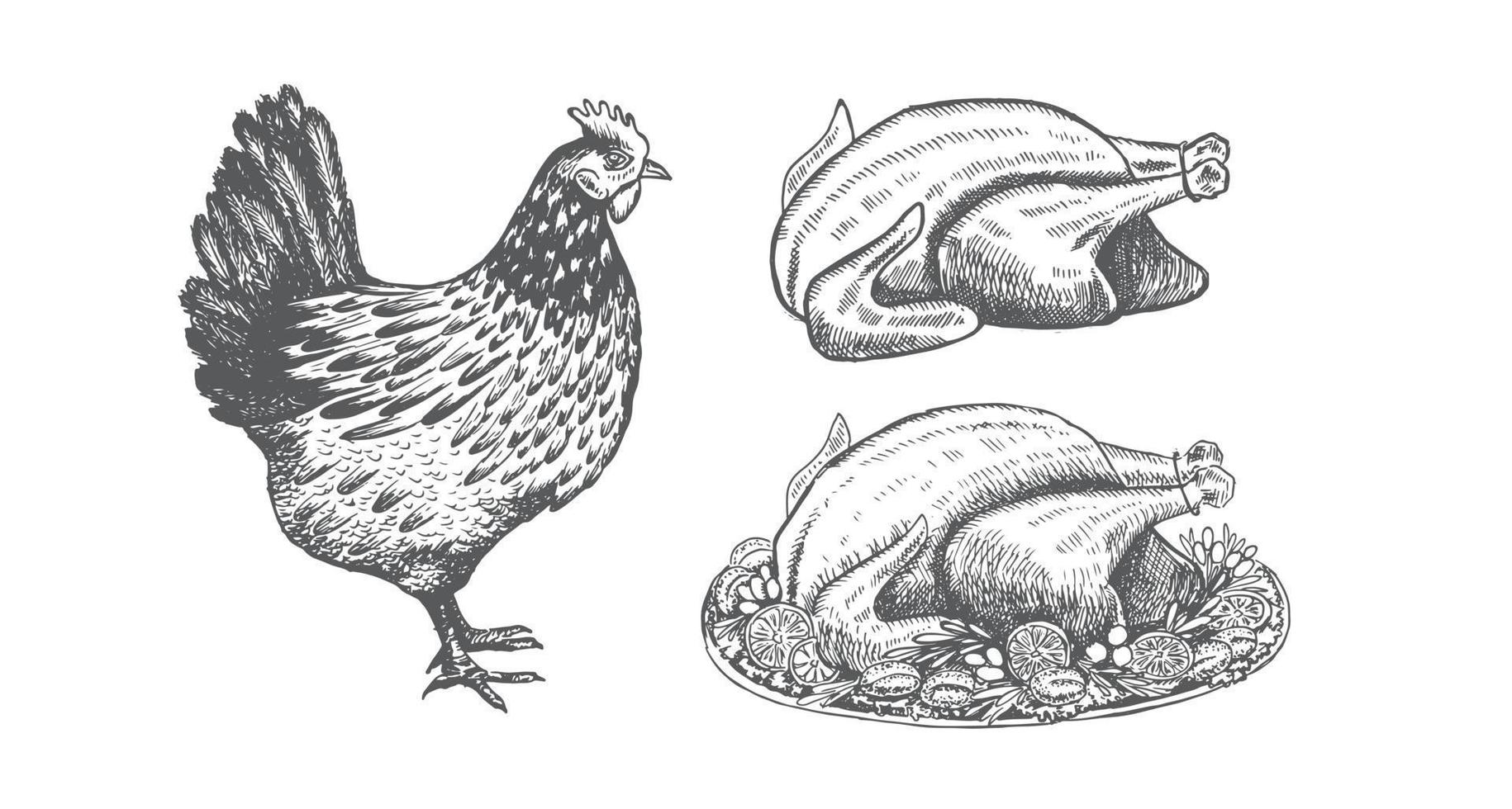 Chicken for Christmas menu. Sketch illustration. vector
