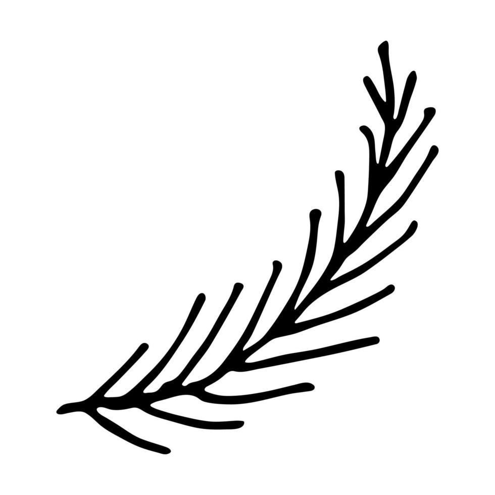 Hand drawn spruce branch clipart. Twig of coniferous tree doodle. Christmas and winter design element vector