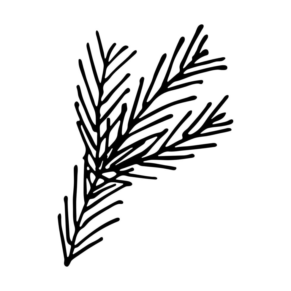 Hand drawn spruce branch clipart. Twig of coniferous tree doodle. Christmas and winter design element vector