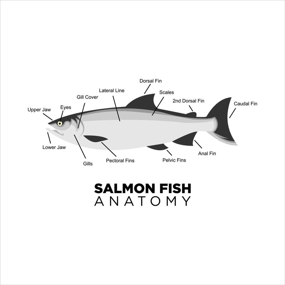 salmon fish vector anatomy for education