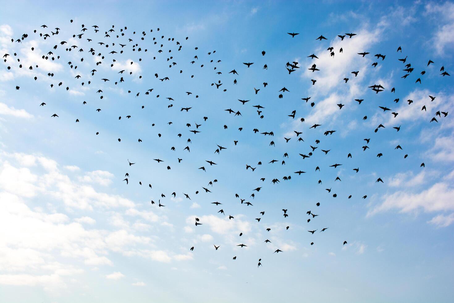 Amazing New Study Heart Rates In Bird Flock Leaders - hpzauu7