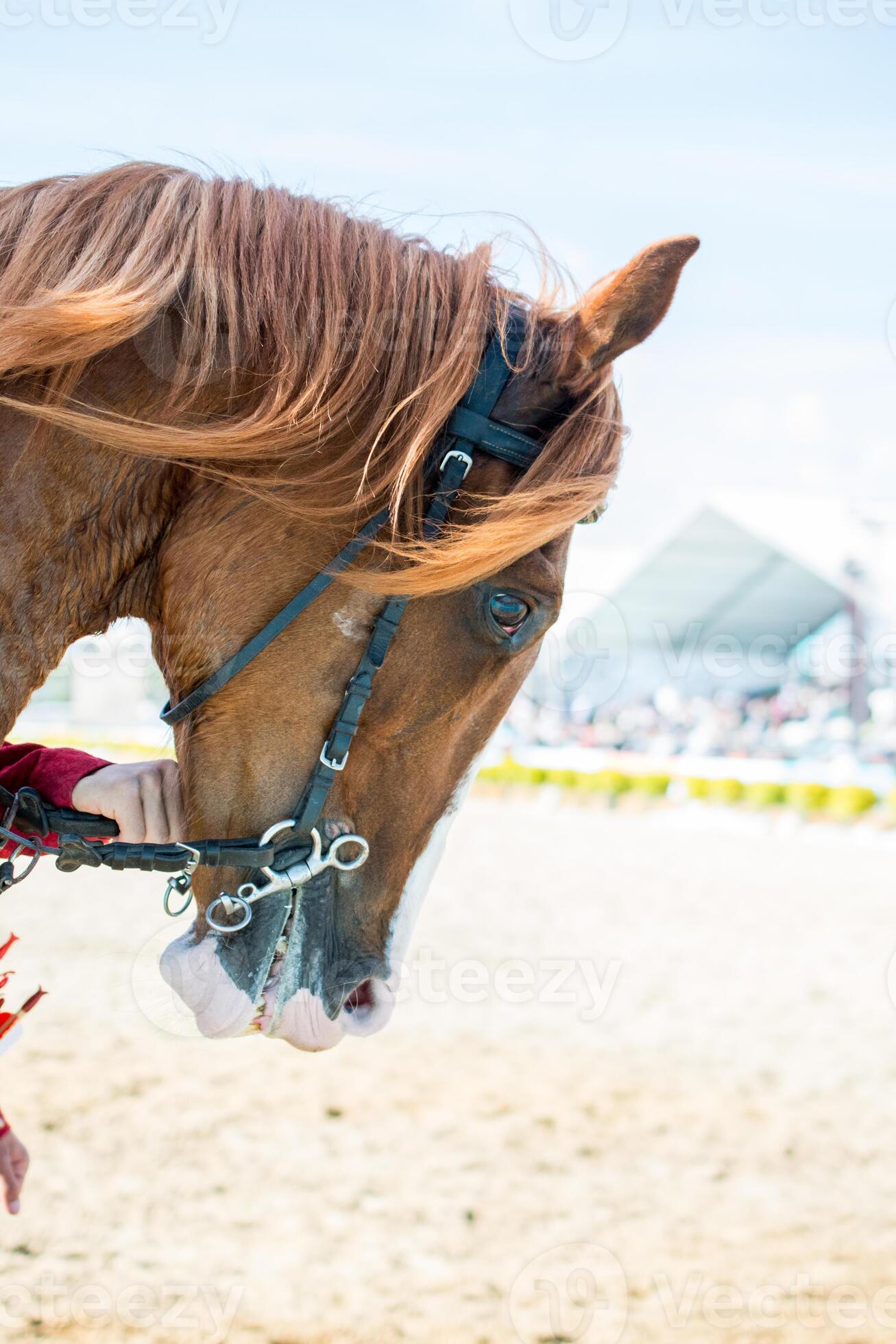 head of a horse with partial harness in view 14825237 Stock Photo at