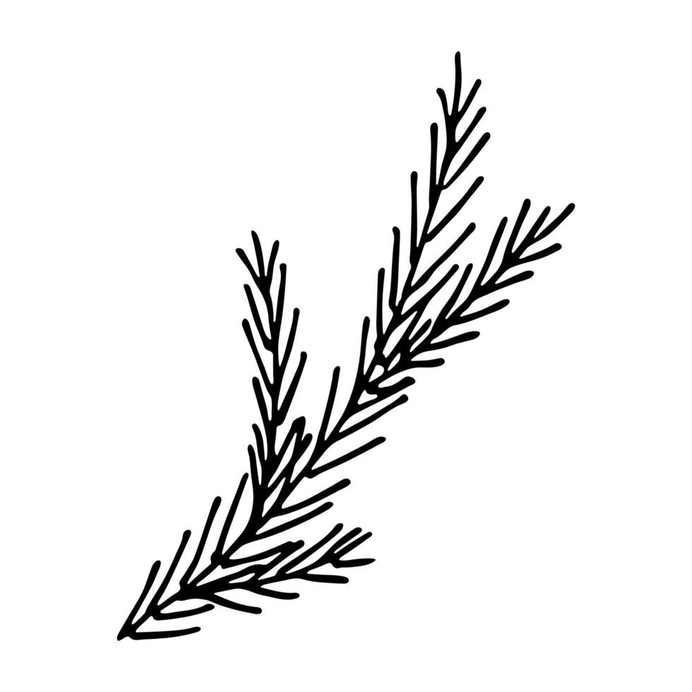 Hand drawn spruce branch clipart. Twig of coniferous tree doodle. Christmas and winter design element vector