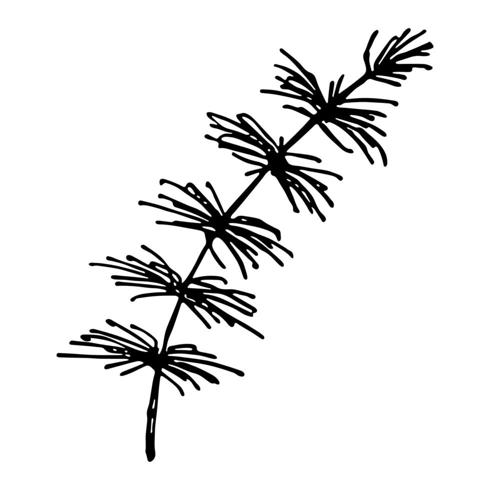 Hand drawn spruce branch clipart. Twig of coniferous tree doodle. Christmas and winter design element vector