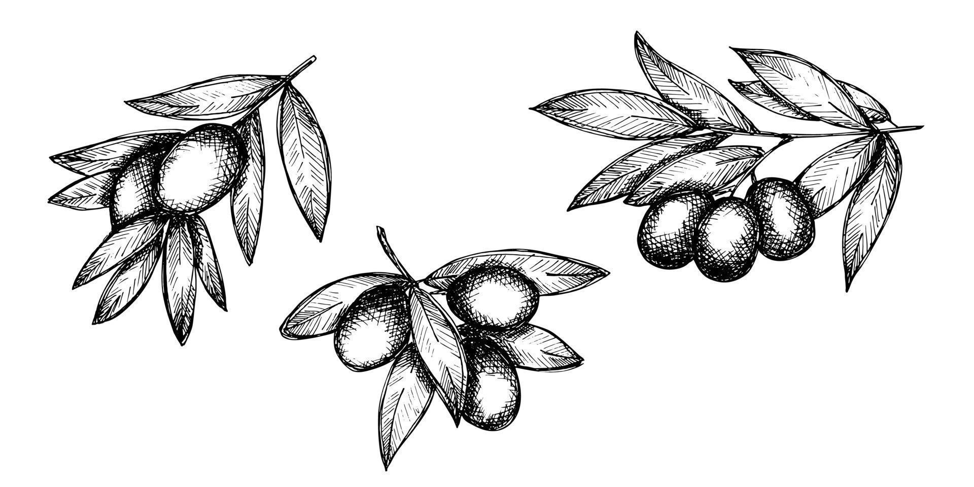 Vector sketch of olive branch. Hand drawn outline clipart set. Eco food illustration