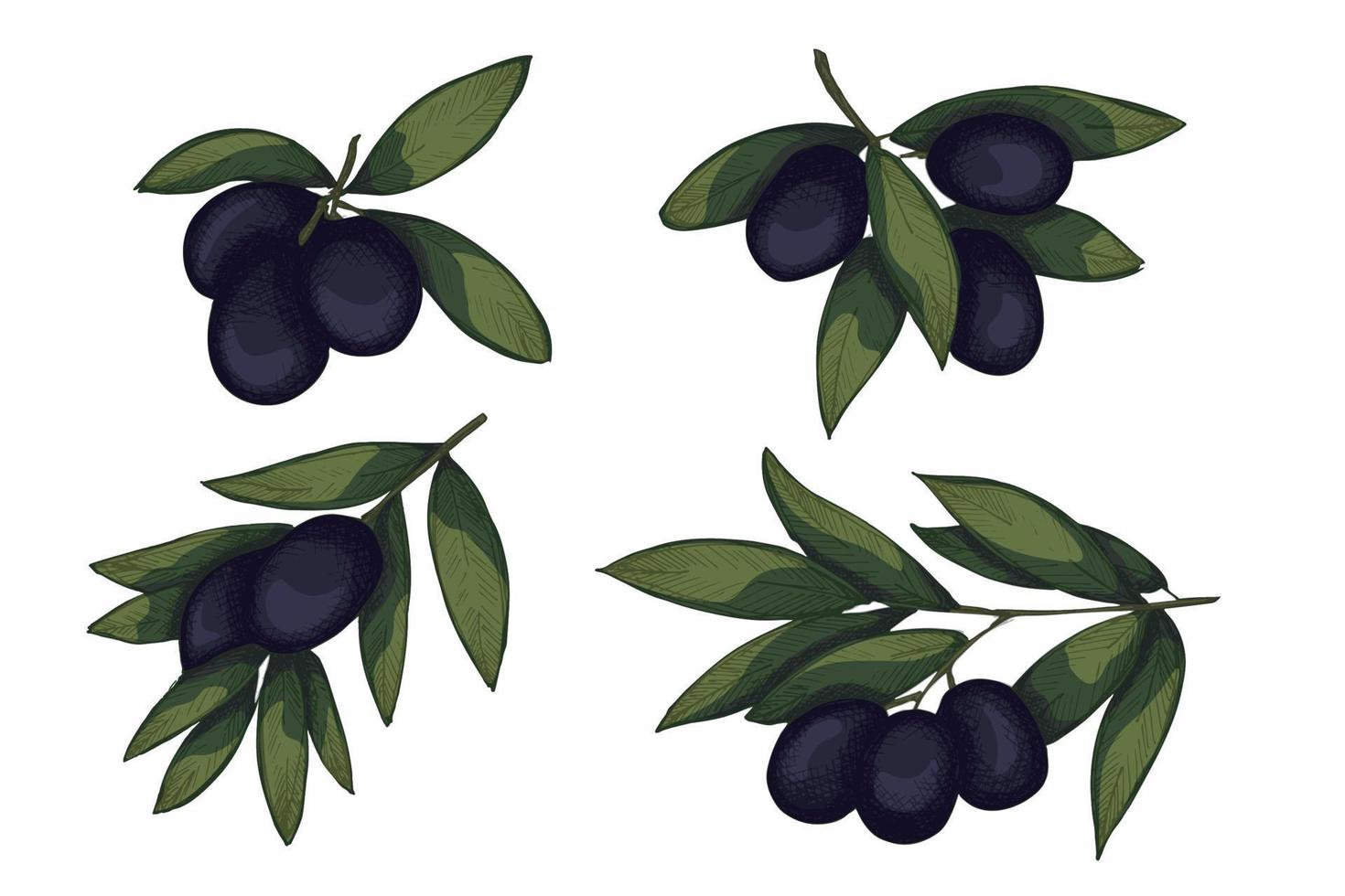 Vector sketch of olive branch. Hand drawn outline clipart set. Eco food illustration