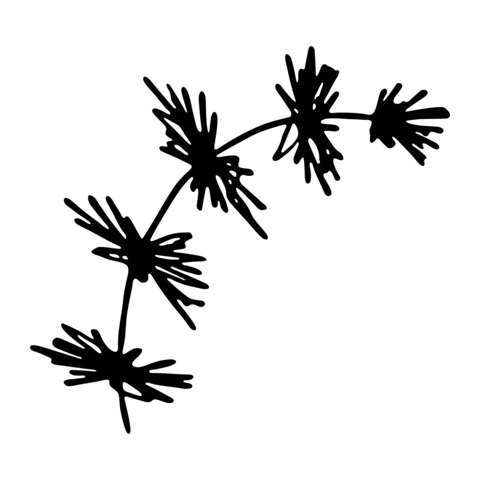 Hand drawn spruce branch clipart. Twig of coniferous tree doodle. Christmas and winter design element vector