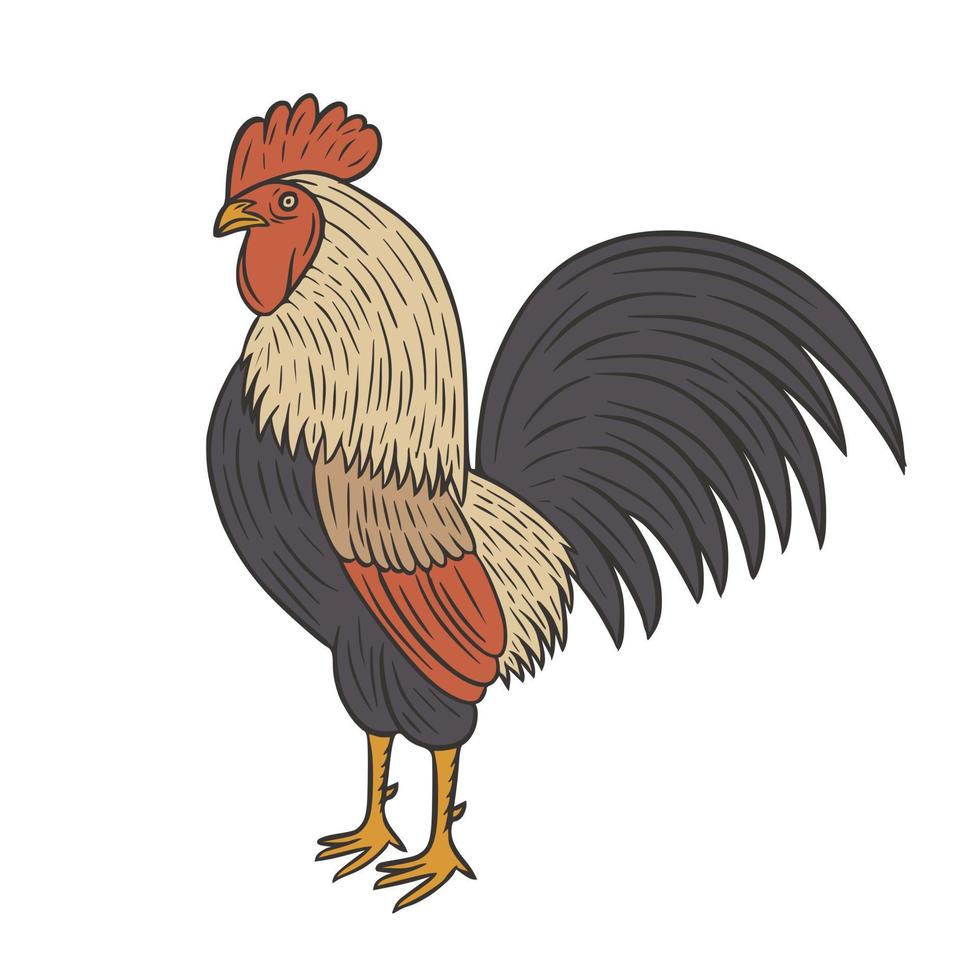 gallo pollo dibujado a mano ilustración vectorial vector