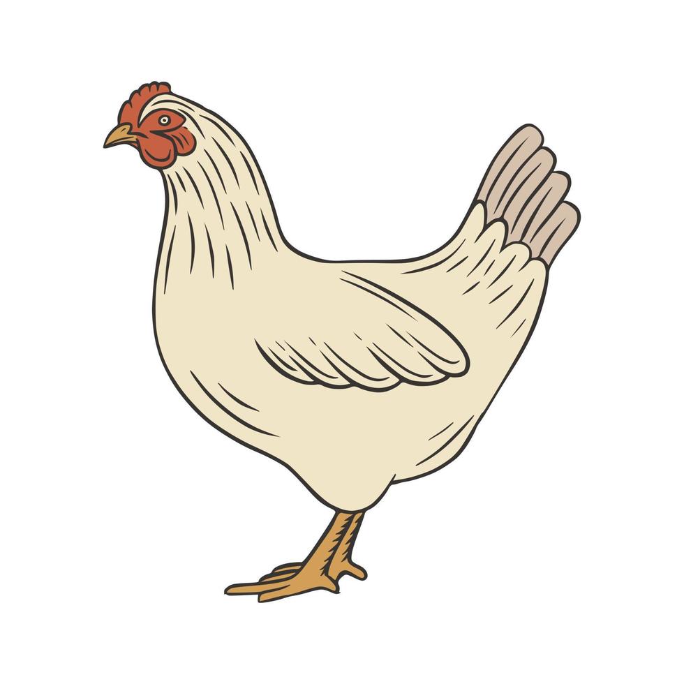 Hen chicken hand drawn vector illustration