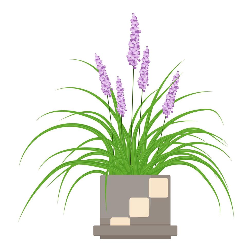 Houseplant Plant Liriope ilyturf vector