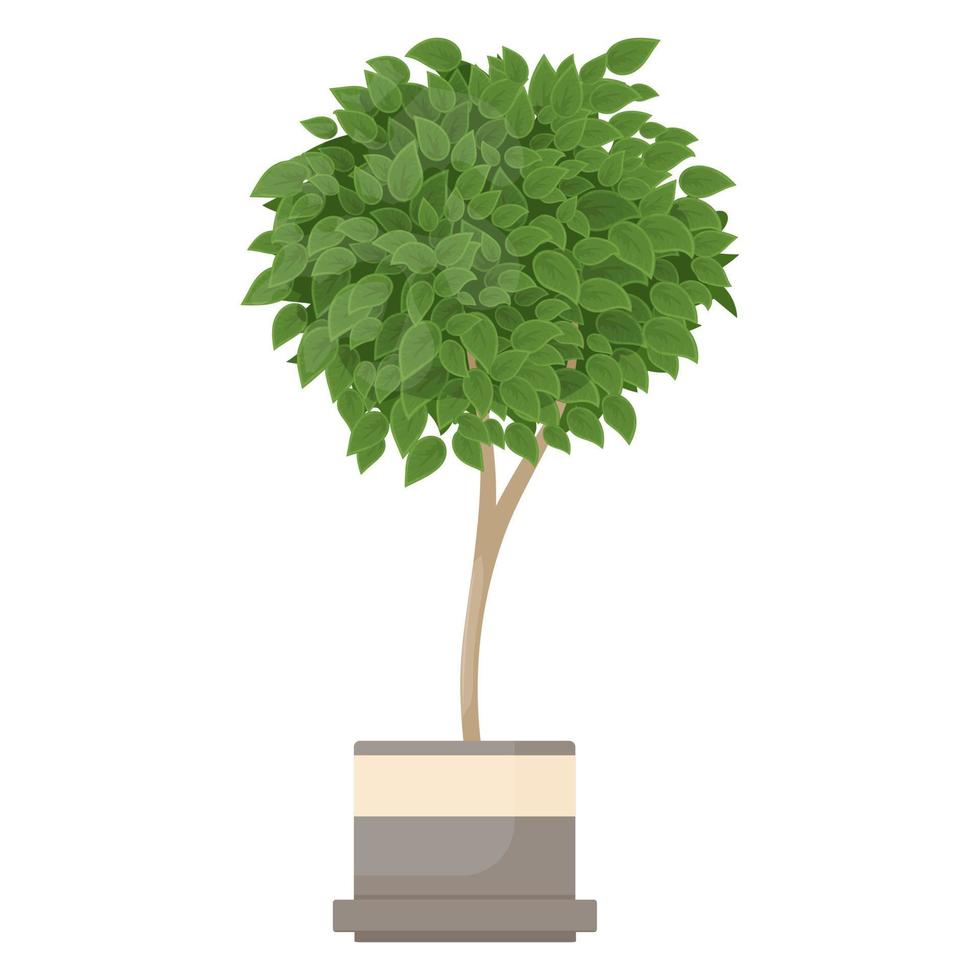 Houseplant Ficus benjamina vector