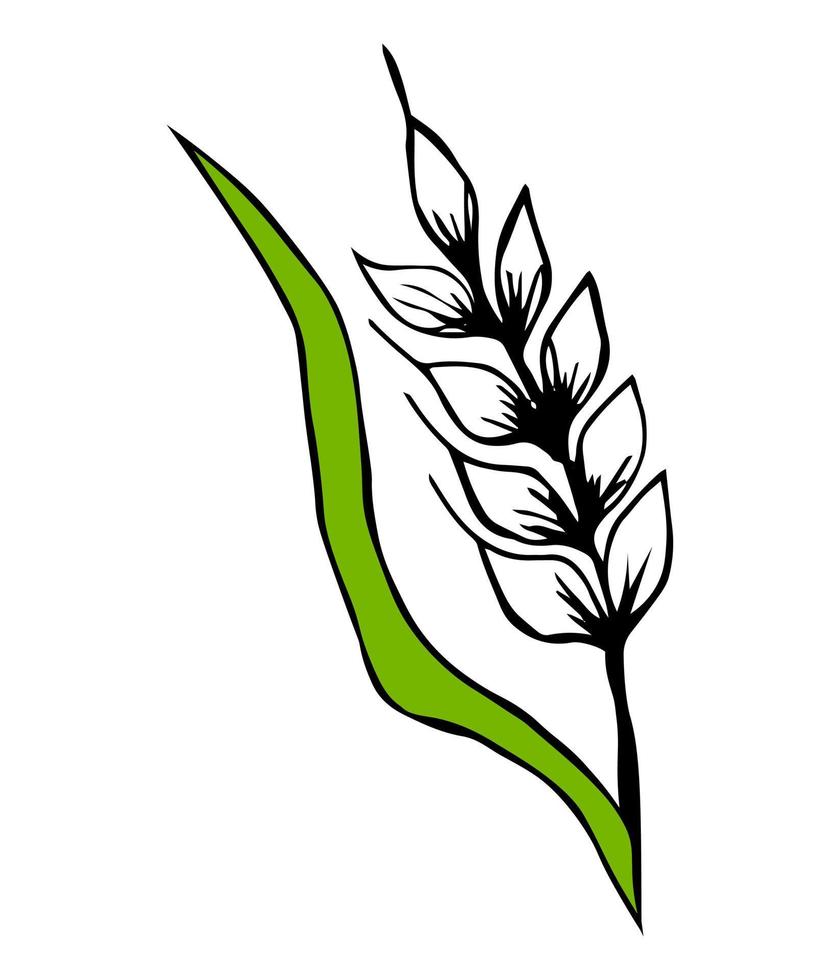 Ear of wheat, barley with leaves. large grain exports. Food crisis and crop failure. Global food inflation and hunger. vector