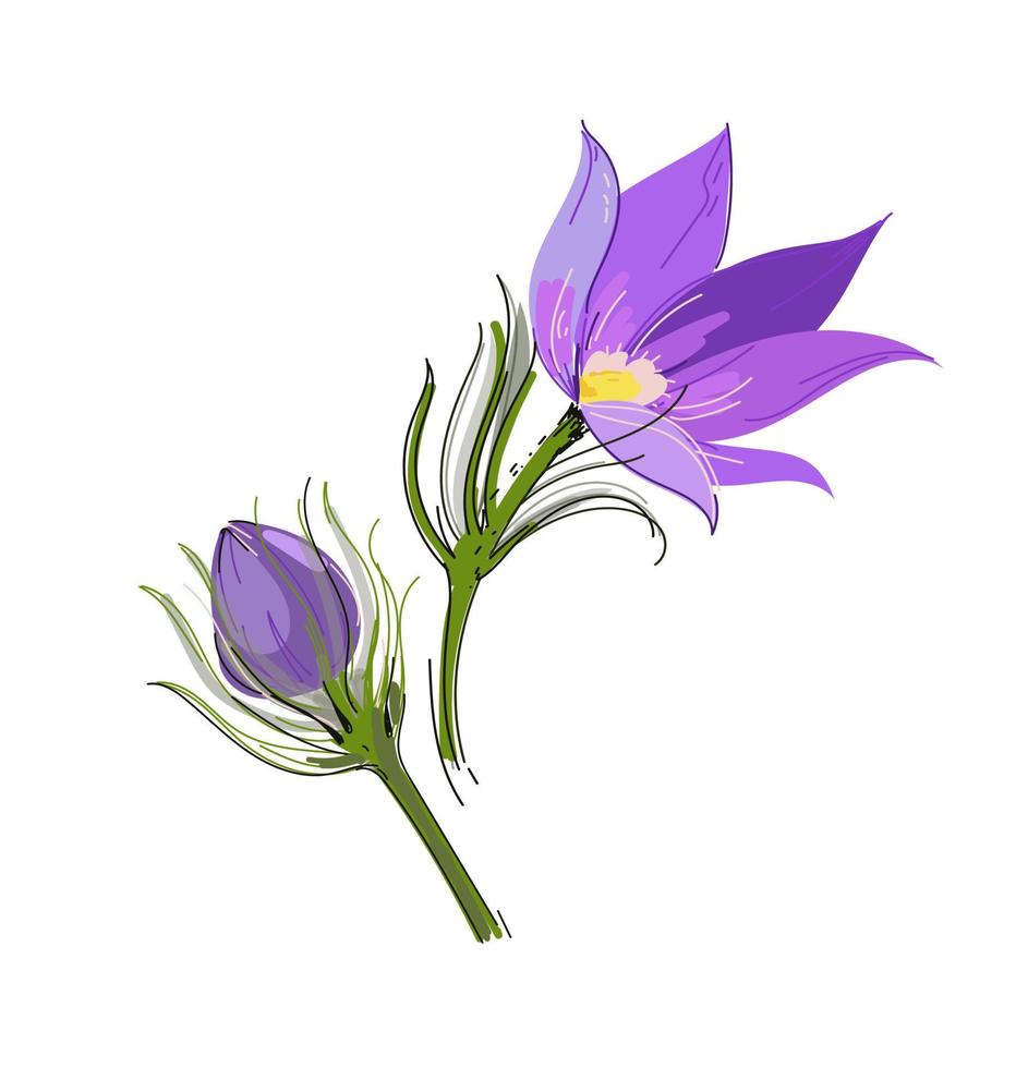 Lumbago meadow silhouette, Pulsatilla flower, Vector Pasque flower isolated on white, floral illustration Anemone, vector doodle illustration