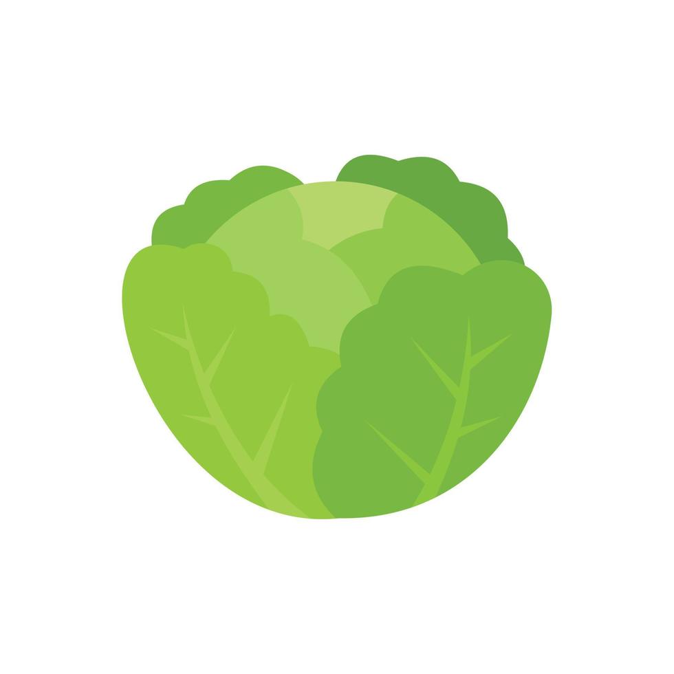 Cabbage icon flat isolated vector