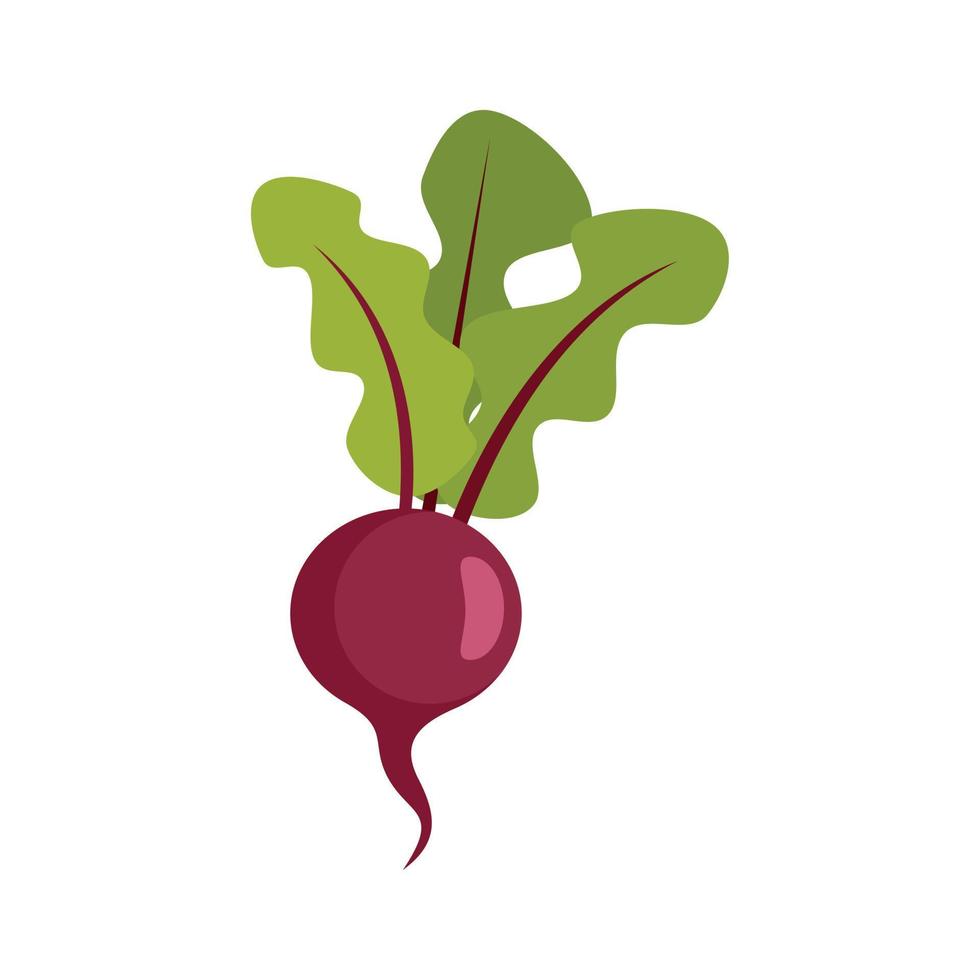 Organic beet icon flat isolated vector