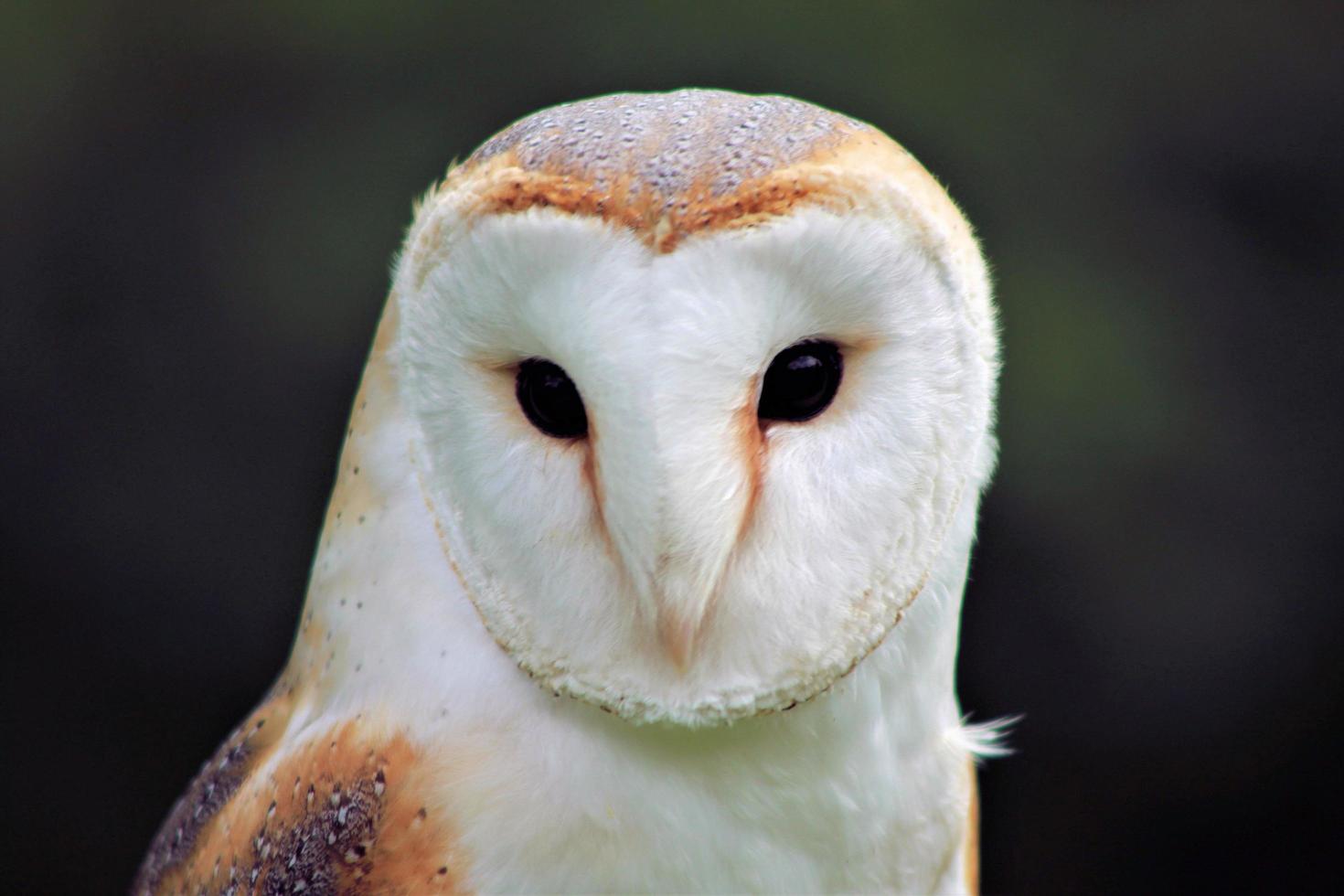 A view of a Barn Owl photo