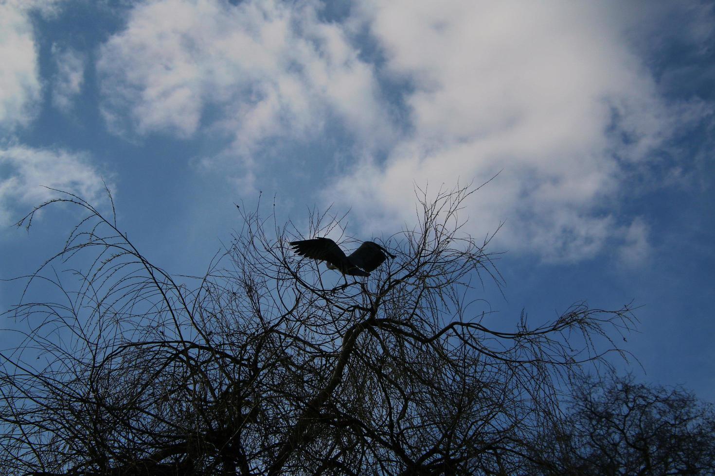 una vista de una garza gris foto