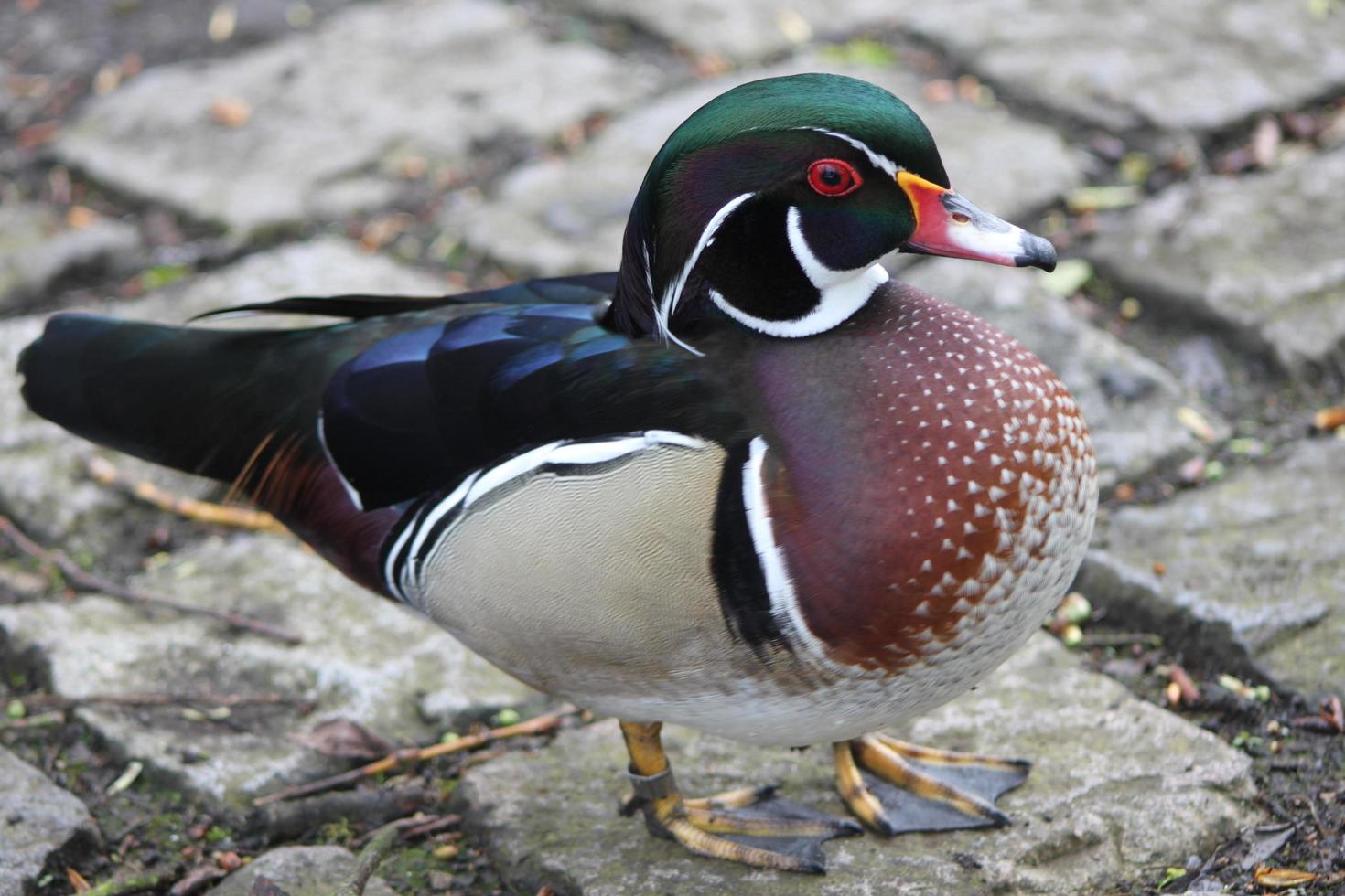 A view of a Carolina Duck photo
