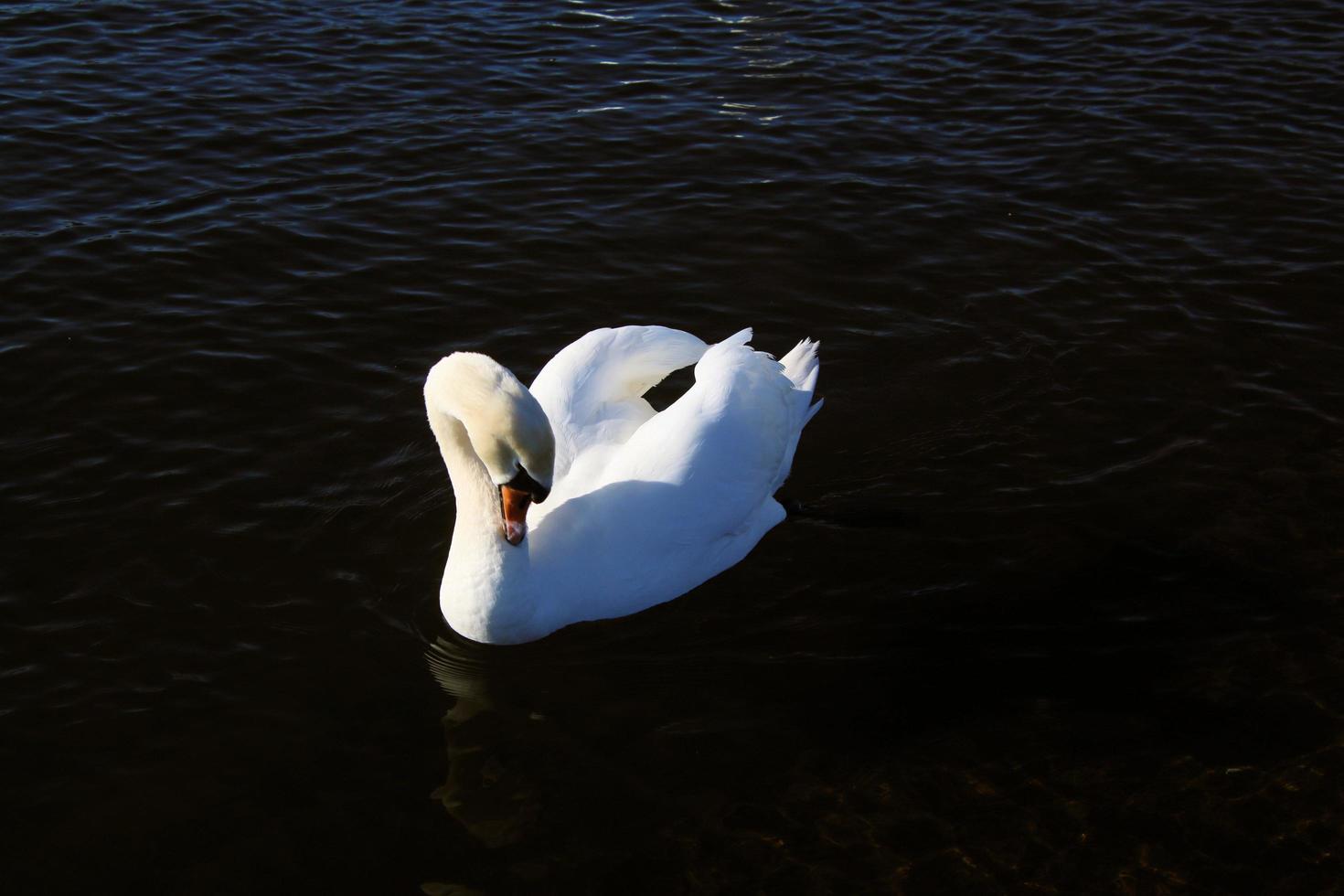 A view of a Mute Swan photo
