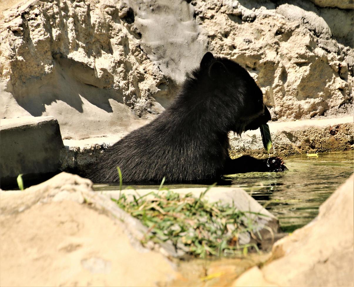 A view of a Bear photo