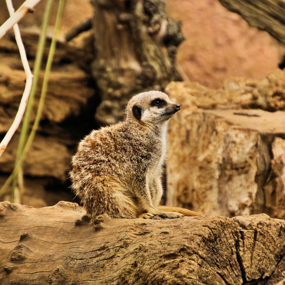 A view of a Meerkat photo
