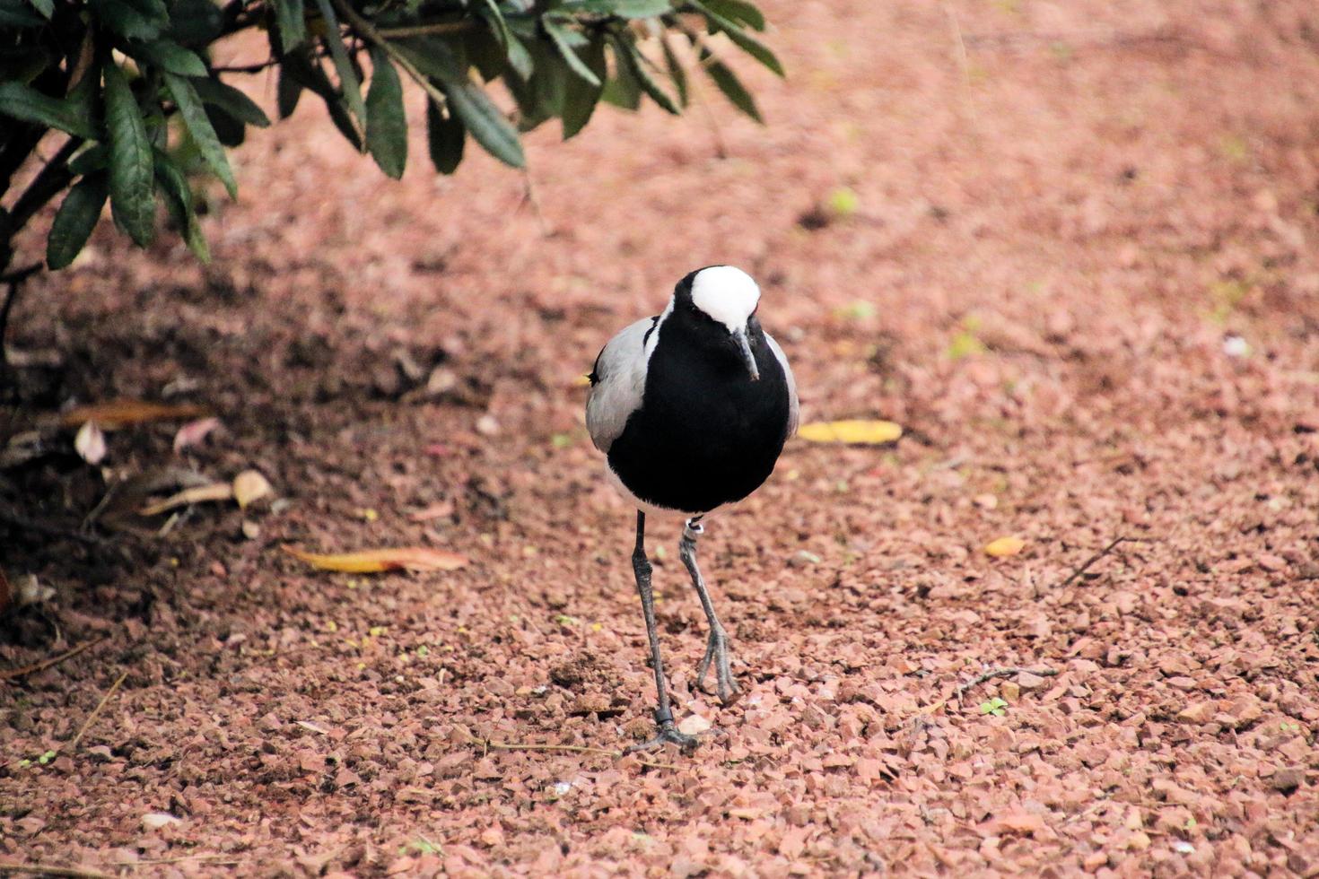 A view of a Bird in a tree photo